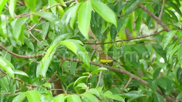 橄榄背太阳鸟栖息在树枝上然后飞走视频的预览图