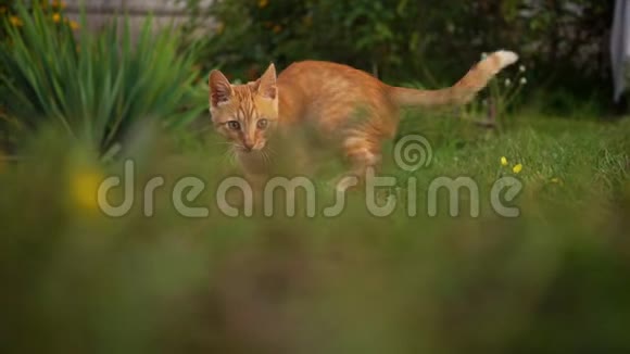 一只可爱的红色小猫在草地上被一块鹅卵石玩跑开了模糊的背景视频的预览图