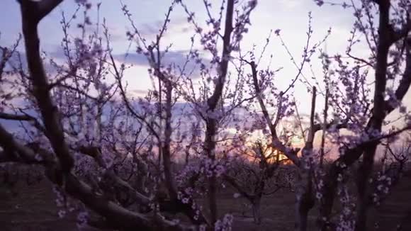 盛开的花园美丽的杏树在夕阳的映衬下绽放视频的预览图