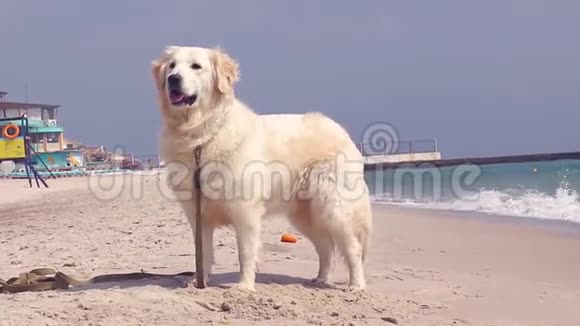 和一只狗在海滩上散步纯种狗站在海边四处张望视频的预览图