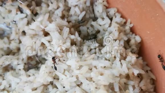 4蚂蚁从宠物碗里喂饭和喂饭视频的预览图