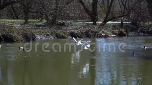 海鸥在河的水面上飞来飞去收集食物视频的预览图