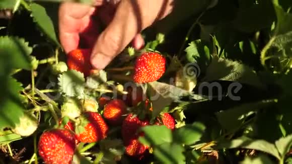 农民收获成熟的浆果园丁夏天在花园里展示草莓雄性的手是红色的视频的预览图
