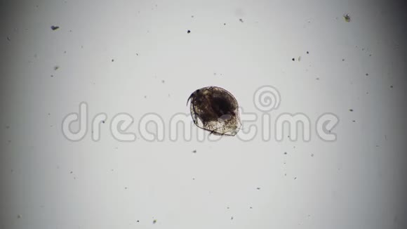 带器官的透明体来自阿洛纳池塘的甲壳虫视频的预览图