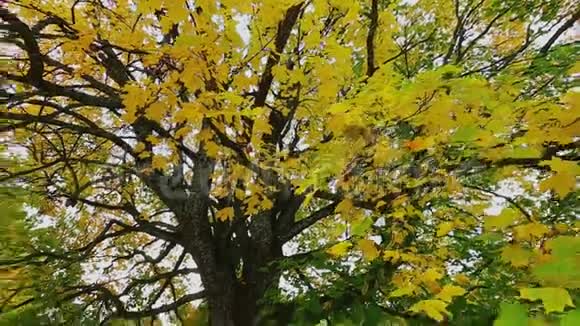 秋景的维多与苹果树秋天公园里五颜六色的树叶视频的预览图