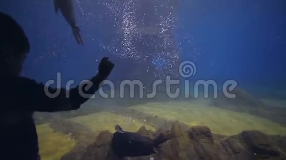 海洋馆里的海洋生物看着海豹在水族馆里游进清澈的蓝色水域视频的预览图