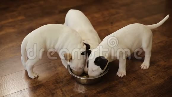 小狗从碗里吃视频的预览图