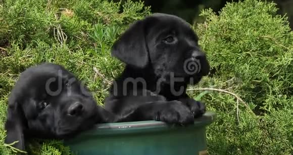 黑拉布拉多猎犬小狗在花盆里玩耍诺曼底慢动作视频的预览图