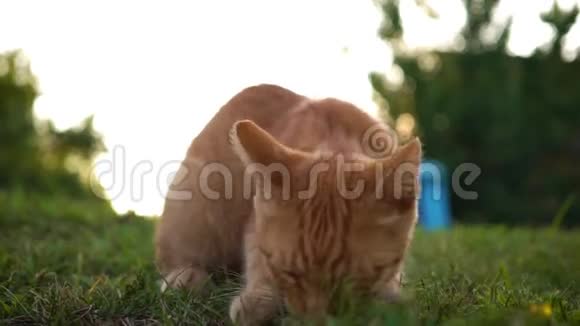 一只可爱有趣的红色小猫是由一块鹅卵石在房子入口处附近的草地上玩的跑开了模糊的背景视频的预览图