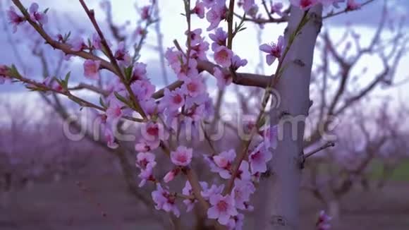 盛开的树粉红色的杏树对天空的花朵视频的预览图