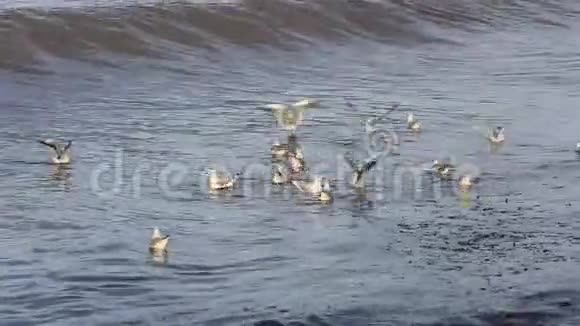 海鸥飞过波浪视频的预览图