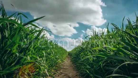 农村的道路通过农田作物和田野与云时间在蓝天视频的预览图
