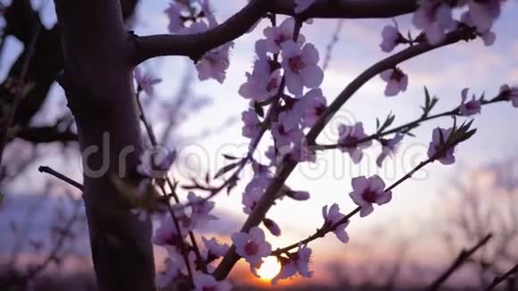 春天的花园美丽温柔的粉红色花朵在树上果实上杏子特写在夕阳下的果园里视频的预览图