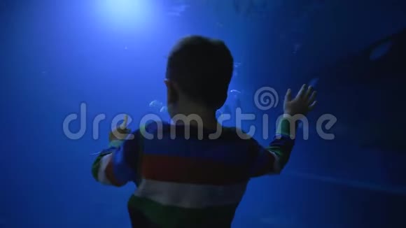 小男孩在一个大的蓝色水族馆附近在动物园里观察在水下世界游泳的海洋动物视频的预览图