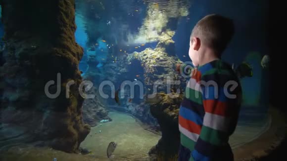 水族馆里的海洋自然小孩在大型海洋馆里考虑鱼类海水中有水生动物视频的预览图