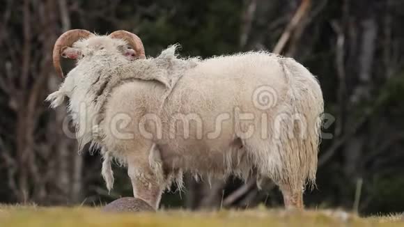 公羊在草地上吃草视频的预览图