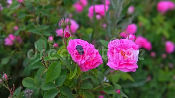 五月甲虫坐在花园里的粉红色玫瑰花视频的预览图