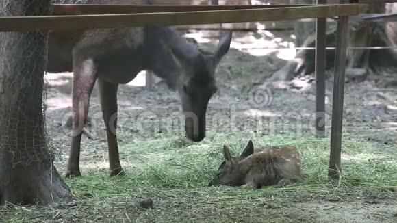 动物园里的鹿家人视频的预览图