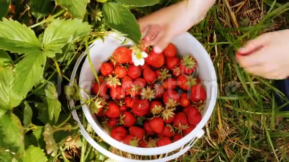 新鲜成熟的草莓是从孩子手里摘视频的预览图