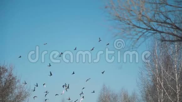 早春鸽子飞过树木视频的预览图