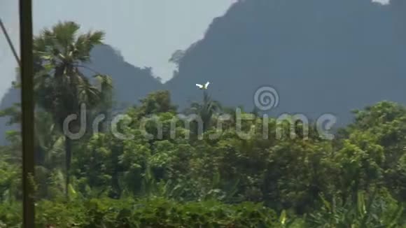 绿色植被和鸟儿飞翔视频的预览图