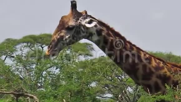 长颈鹿吃生菜视频的预览图
