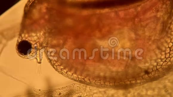 显微镜下可见器官的透明水蚤视频的预览图