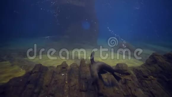 海洋生物海豹在水下游泳在大型水族馆玩耍视频的预览图