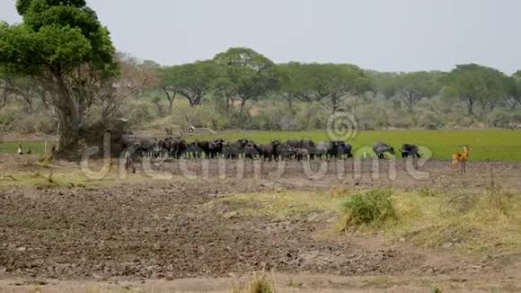 野牛在非洲草原的田野牧场视频的预览图