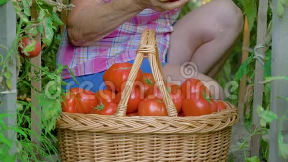 一位老年妇女在温室里收集一篮子成熟的西红柿视频的预览图