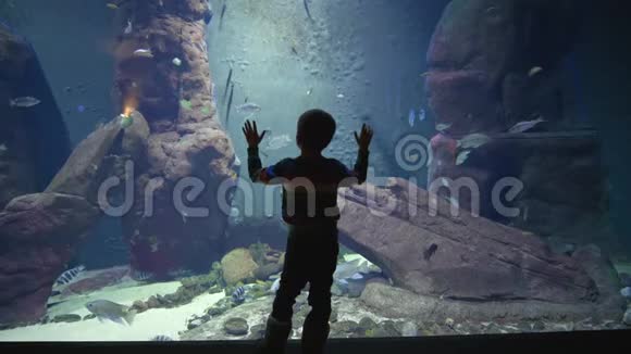 小男孩看着美丽的水下世界有许多不同的鱼在水族馆里游泳视频的预览图