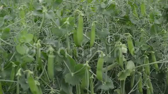 花园里种的小豌豆天然蔬菜视频的预览图
