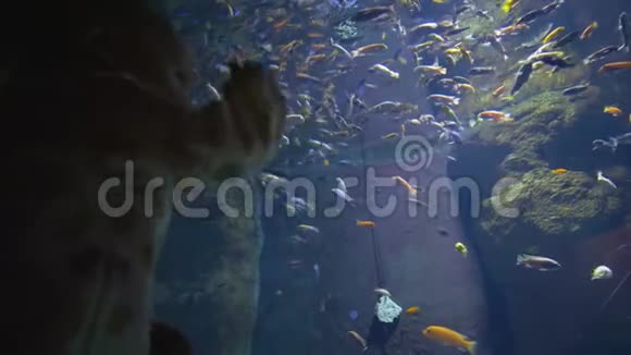 快乐的小孩羡慕地看着在水族馆里游泳的不同的鱼视频的预览图