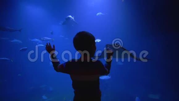 小男孩欣赏水下世界的美丽鱼鲨鱼和黄貂鱼在蓝色的大型水族馆里游泳视频的预览图