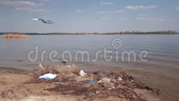 塑料垃圾污染河流的塑料垃圾和野鸭在水中游泳的问题视频的预览图