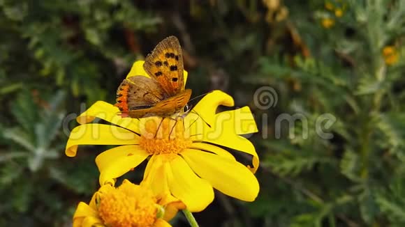 金色灌木雏菊慢动作上的旧小铜蝴蝶视频的预览图