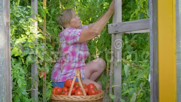 一位白种人老年妇女在温室的篮子里收集成熟的红西红柿视频的预览图