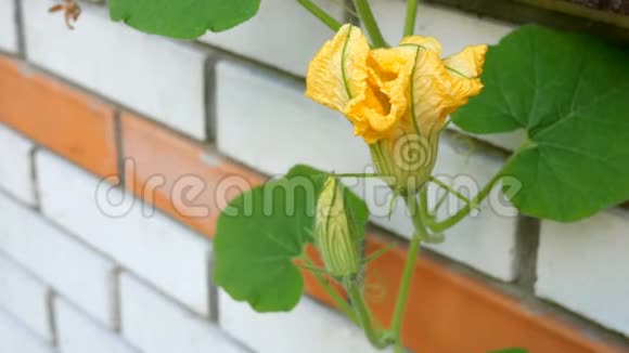 家庭园艺南瓜花在砖墙的背景下生长和开花在风中飘荡视频的预览图