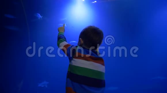 小男孩学习水下世界观看在蓝色大水族馆游泳的鱼视频的预览图