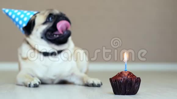 提供带有蜡烛的生日蛋糕特写背景上带派对帽的滑稽小狗视频的预览图
