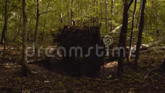 暴风雨后在森林里倒下的树视频的预览图