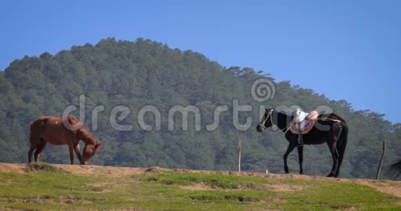 在越南山区放牧的马视频的预览图