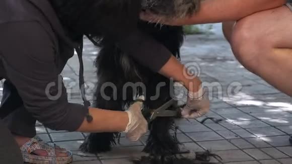 夏天一个女人和一个男人在房子附近的一条街上从他的狗身上梳理皮毛剪狗视频的预览图