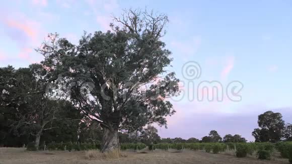 澳大利亚GumTree日落时分视频的预览图