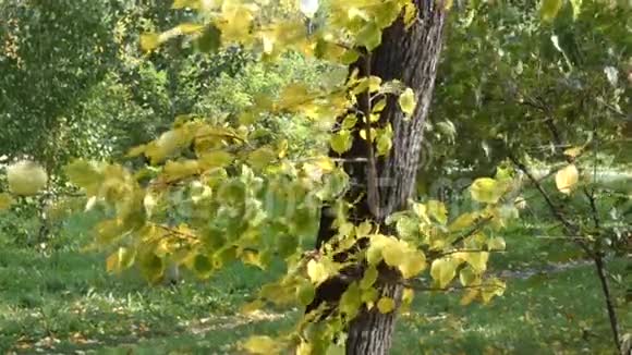 绿色的黄叶在风中移动视频的预览图