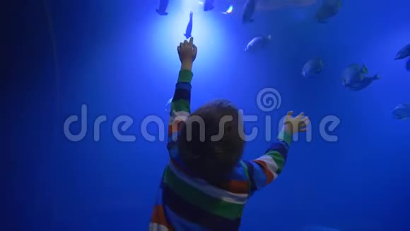 动物园小男孩数着在蓝色水族馆游泳的水生动物视频的预览图