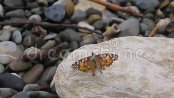 蝴蝶在岩石上晒太阳002视频的预览图