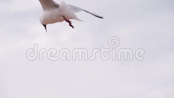 翱翔的海鸟视频的预览图