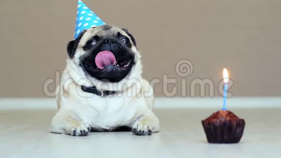 带派对帽带蜡烛的生日蛋糕树皮的滑稽小狗的肖像视频的预览图