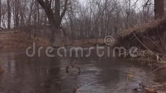 森林中的小河流在深秋阴天视频的预览图